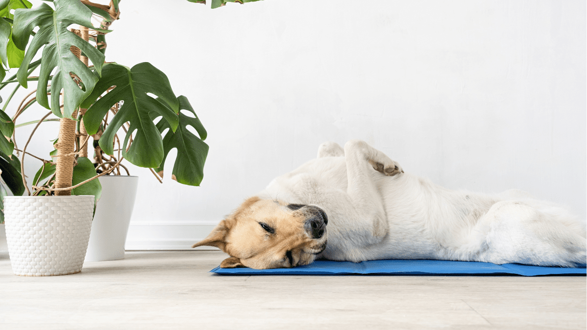 Create Cool Zones in Your Home