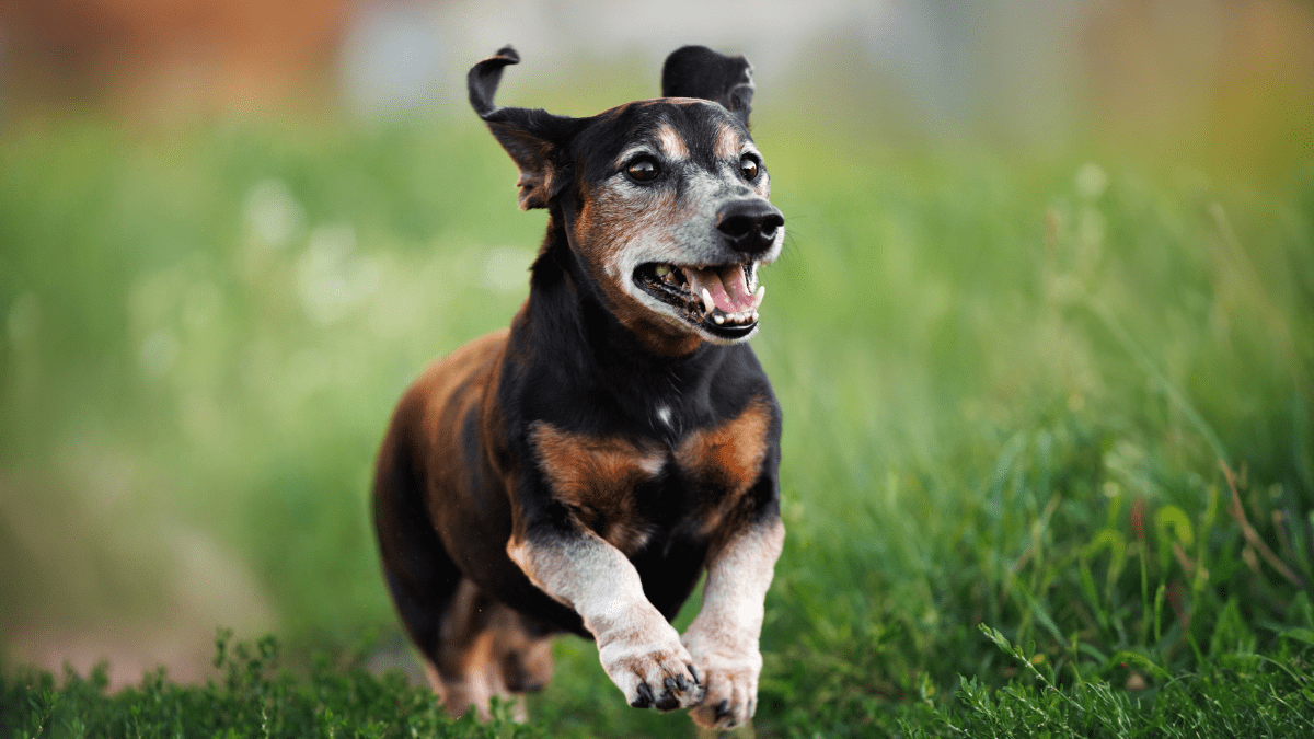 Dogs May Soon Live Longer Thanks to Breakthrough Drug