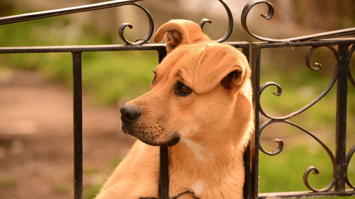 Escape Artist Behavior
