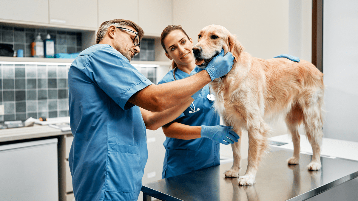 Go for an Early Summer Checkup