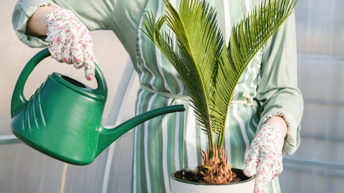 House Plants