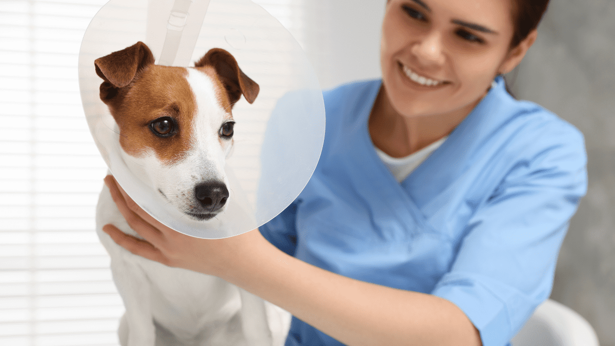 Neutering Too Early