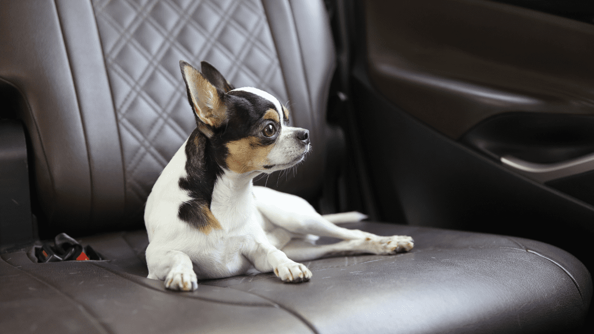 Never Leave Your Dog in Parked Car