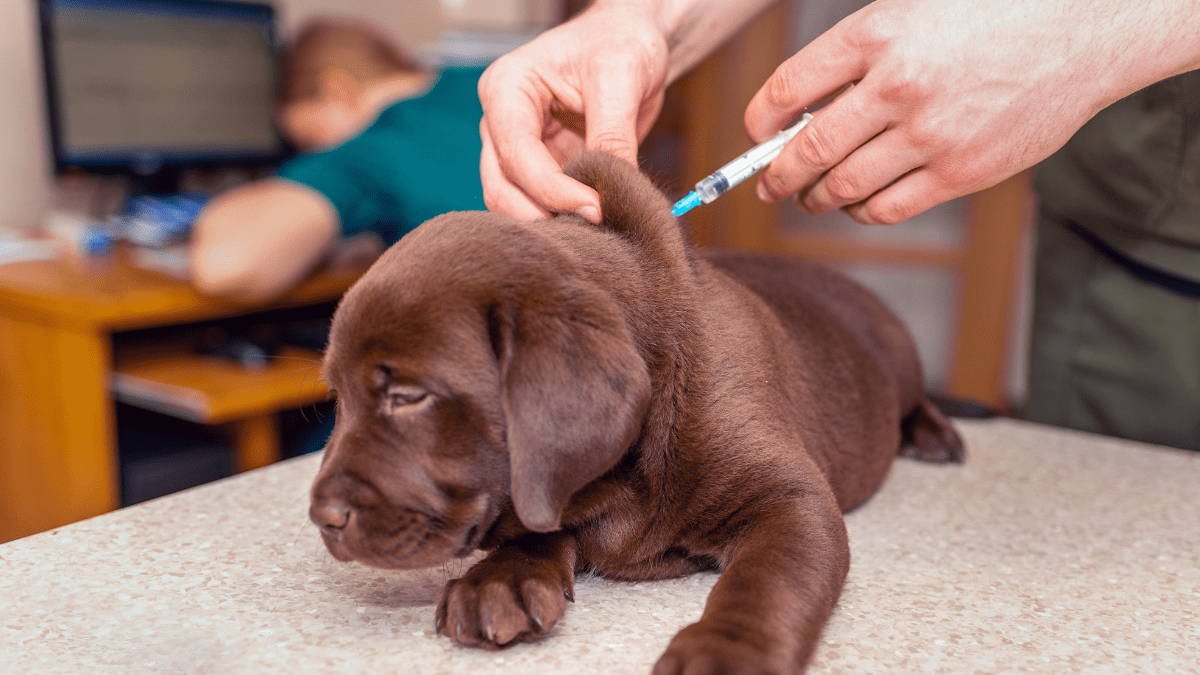 Over-Vaccination