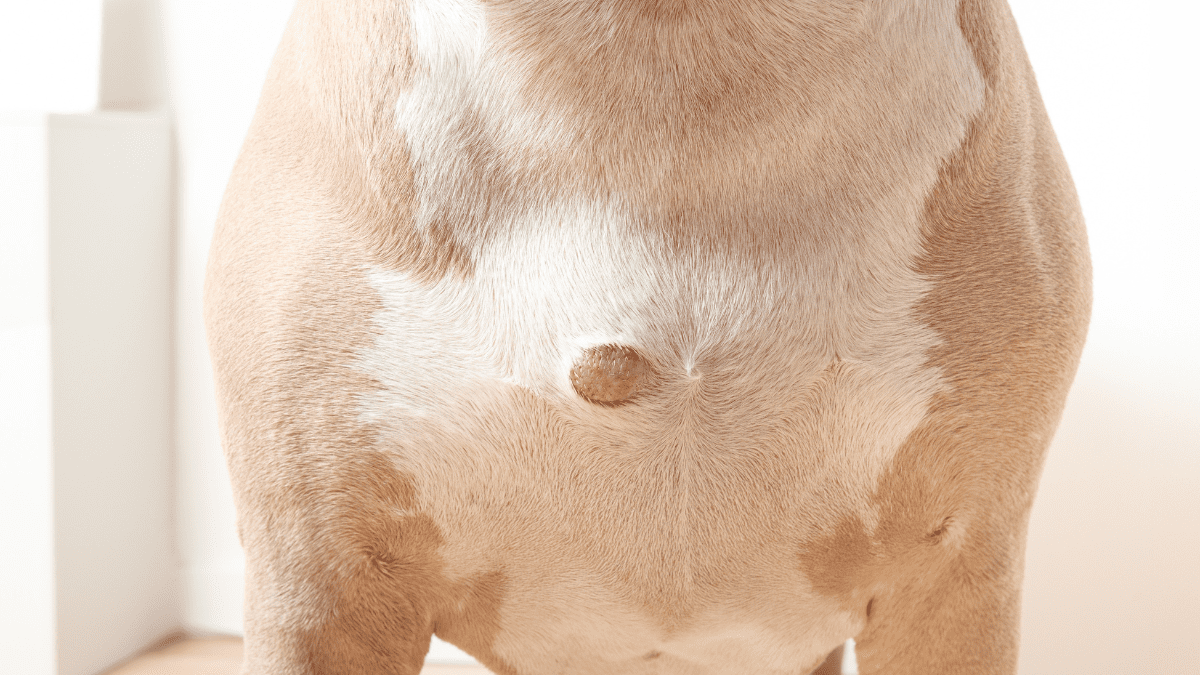 Small Lumps