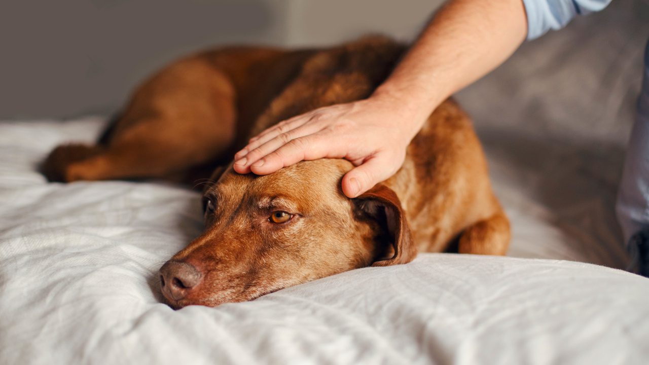 The 10 Subtle Signs Your Dog Might Have Cancer