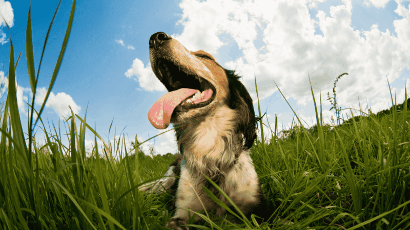 The 10 Ways to Keep Your Dog Safe in Heat Waves