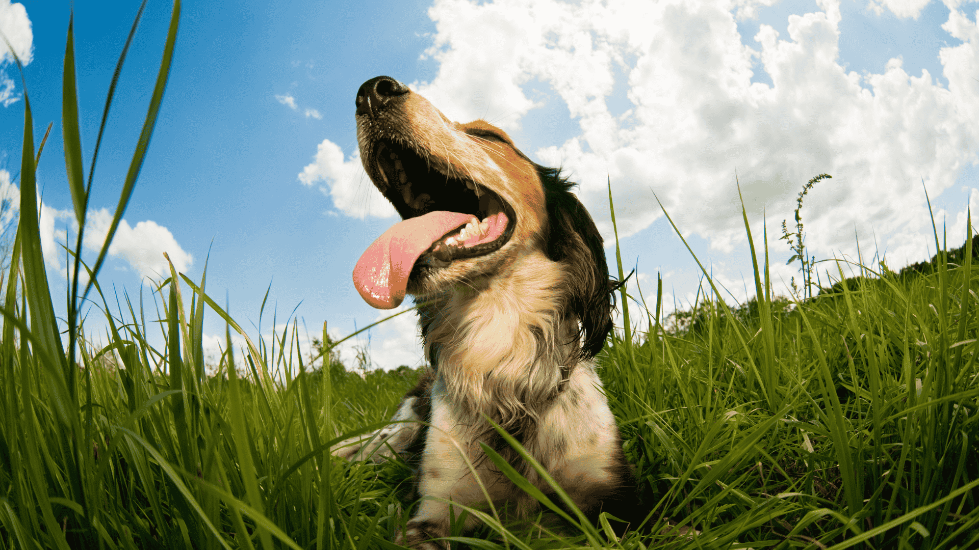 The 10 Ways to Keep Your Dog Safe in Heat Waves