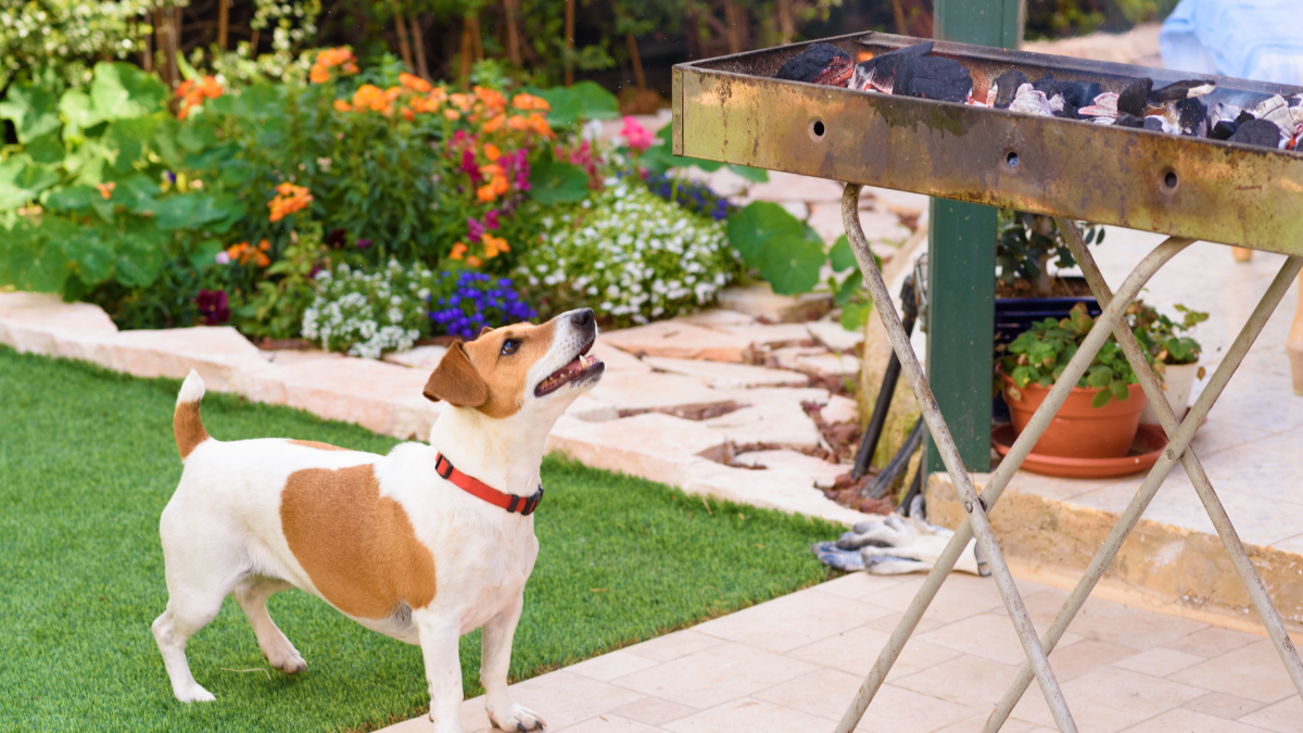 Watch Your Dog at a Backyard Barbecue