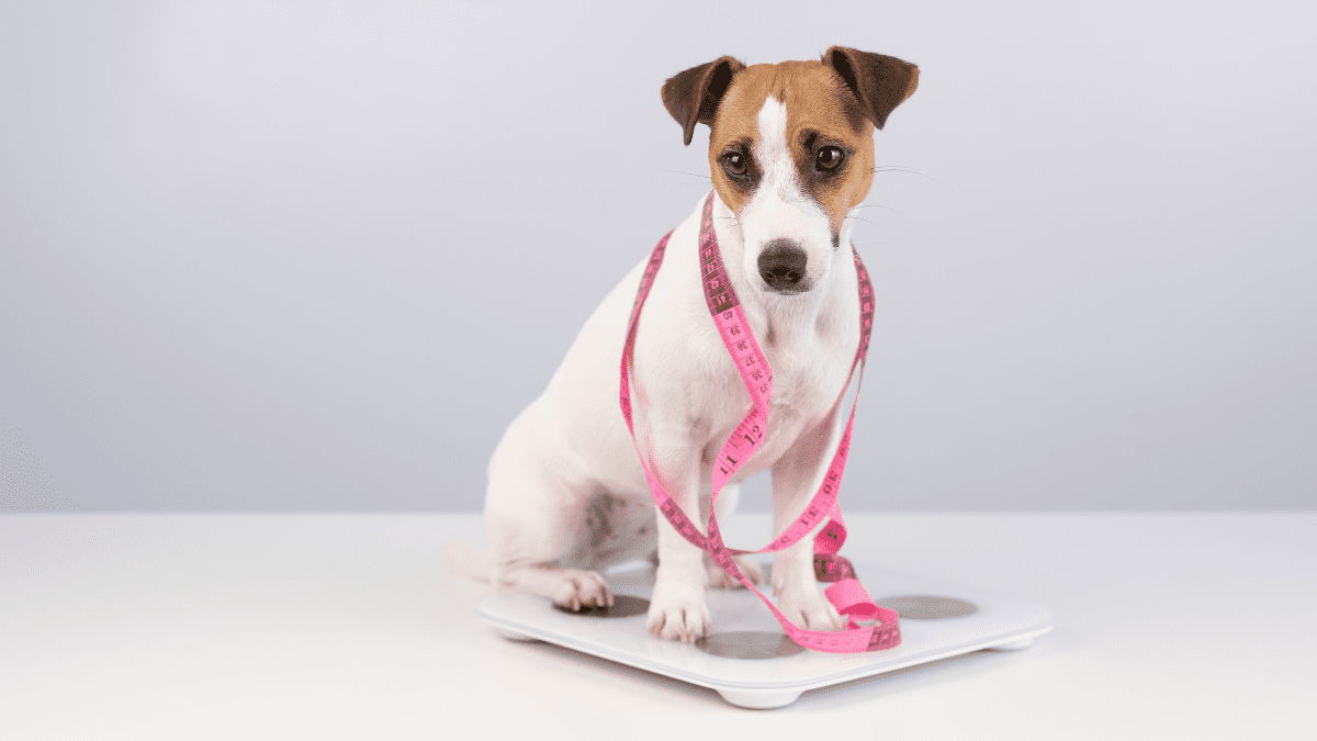 Weight Loss