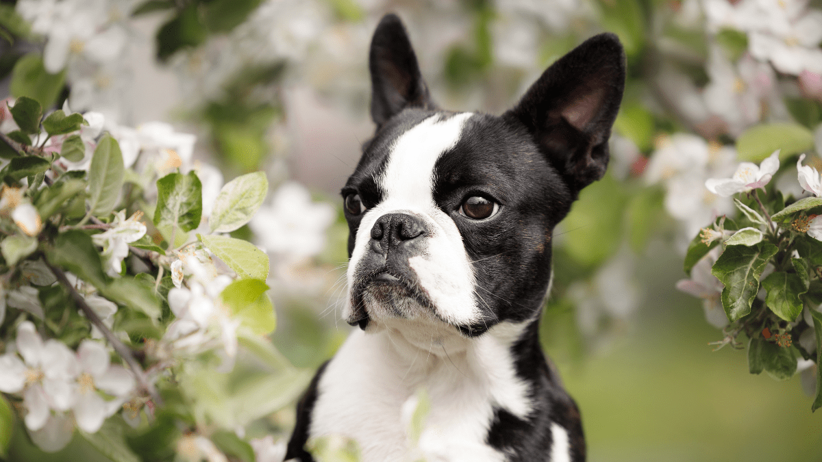 10. Boston Terrier
