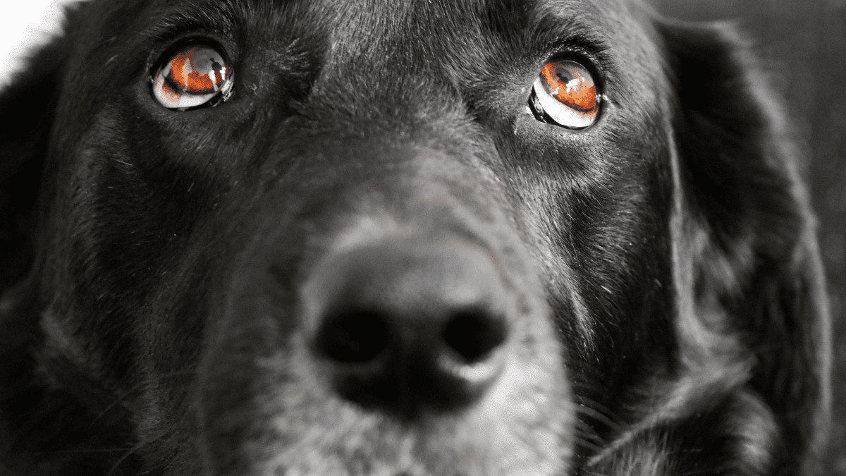 A Dogs Sight is Black and White