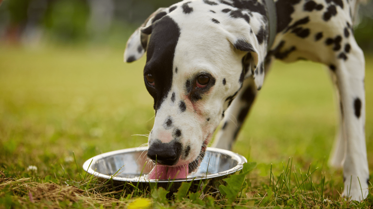 Always Have Fresh Water Available