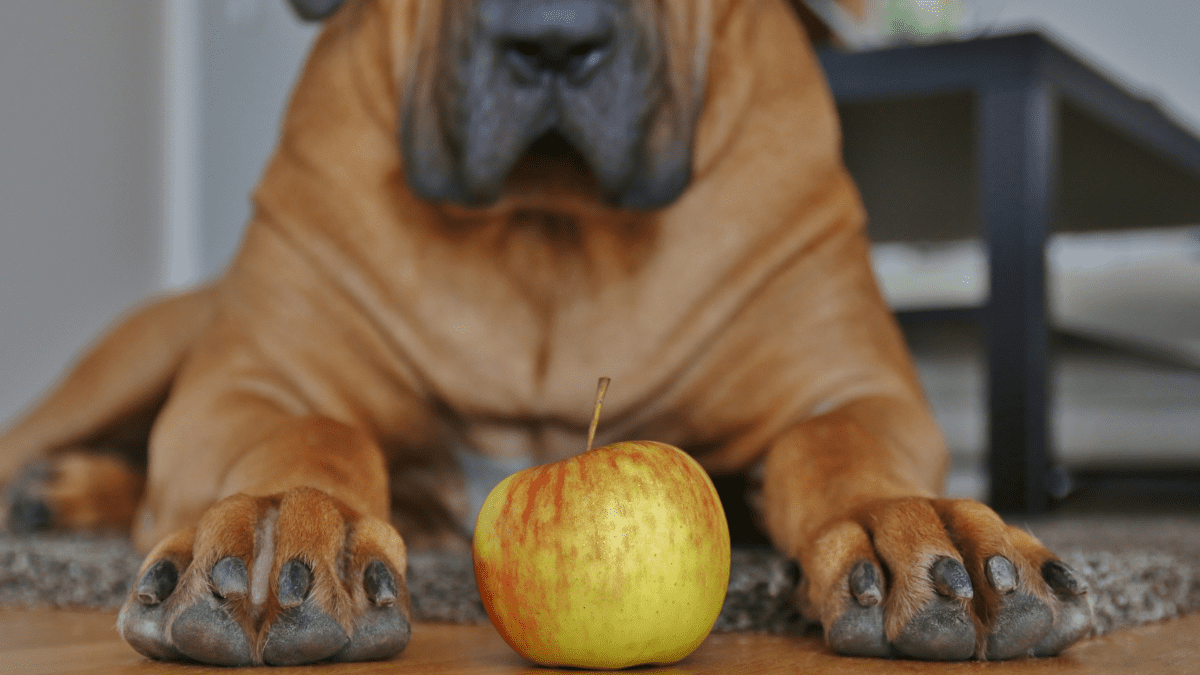 Apples