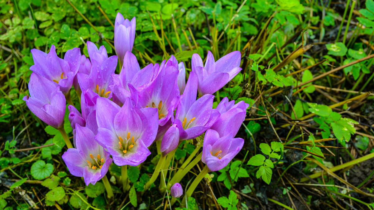 Autumn Crocus