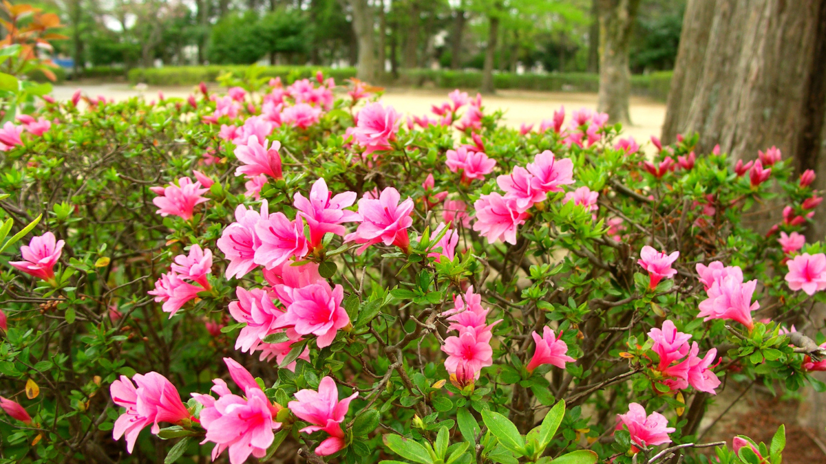 Azalea