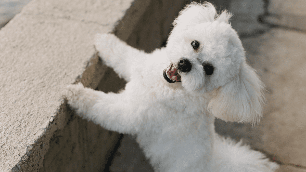 Bichon Frise