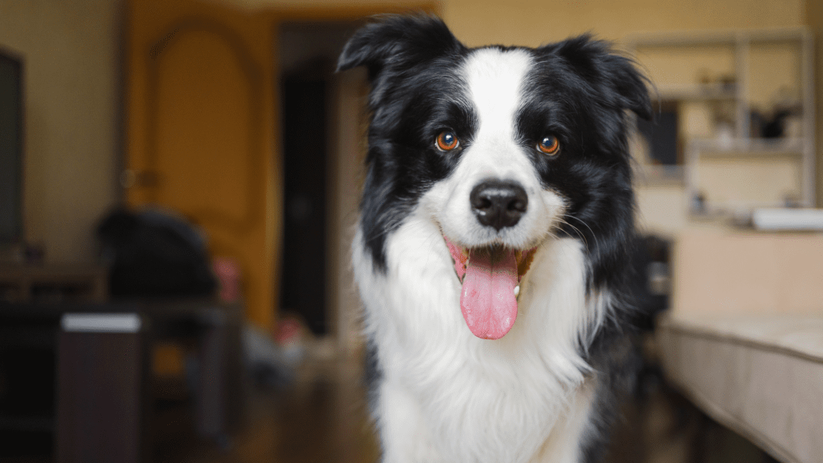 Border Collie