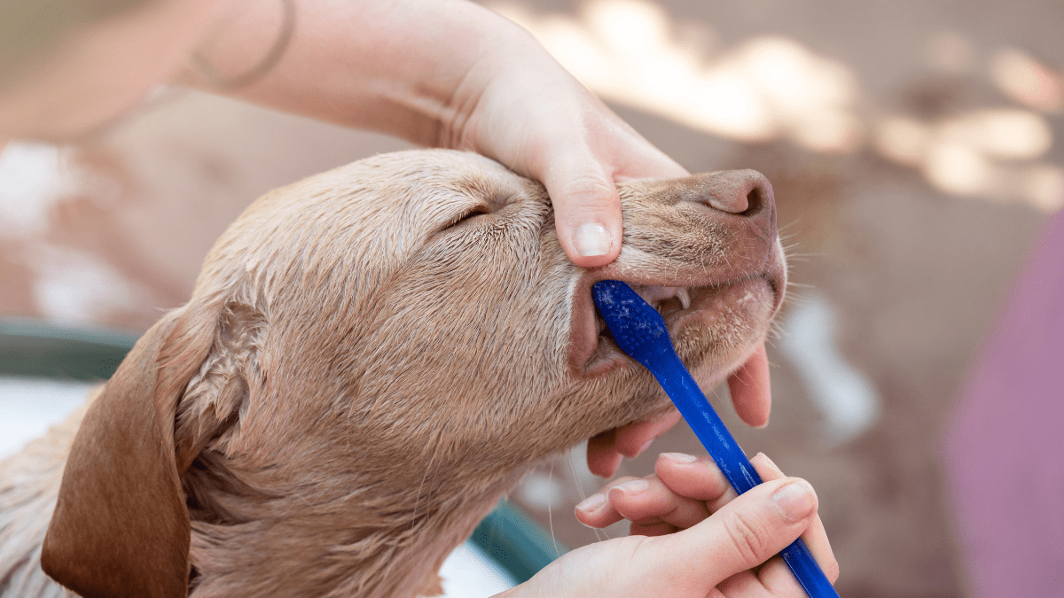Brush Those Teeth At Least Twice a Week
