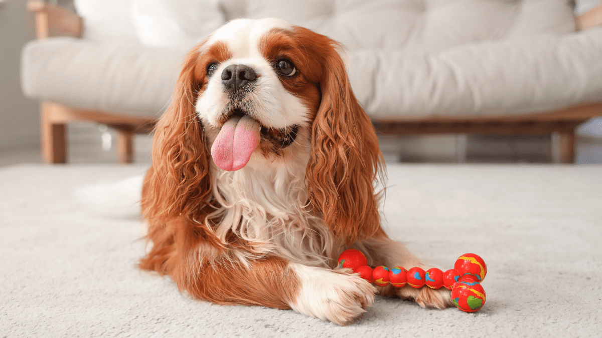 Cavalier King Charles Spaniel