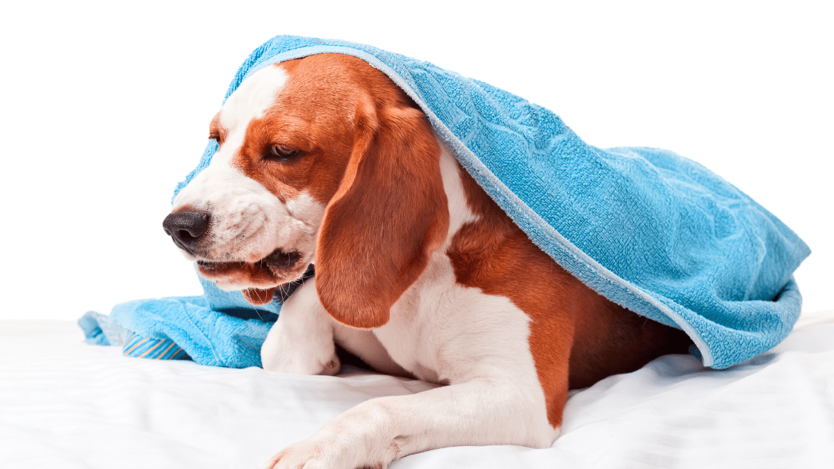 Chronic Bronchitis