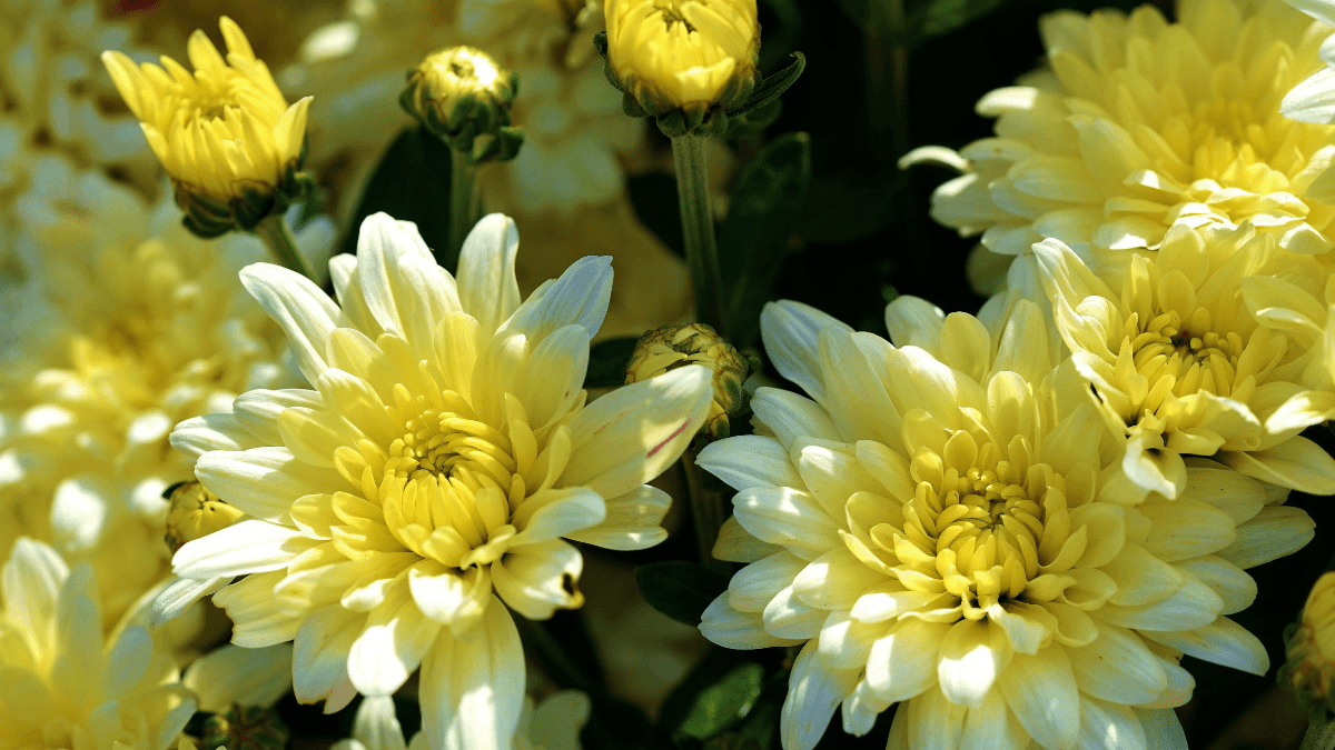 Chrysanthemums