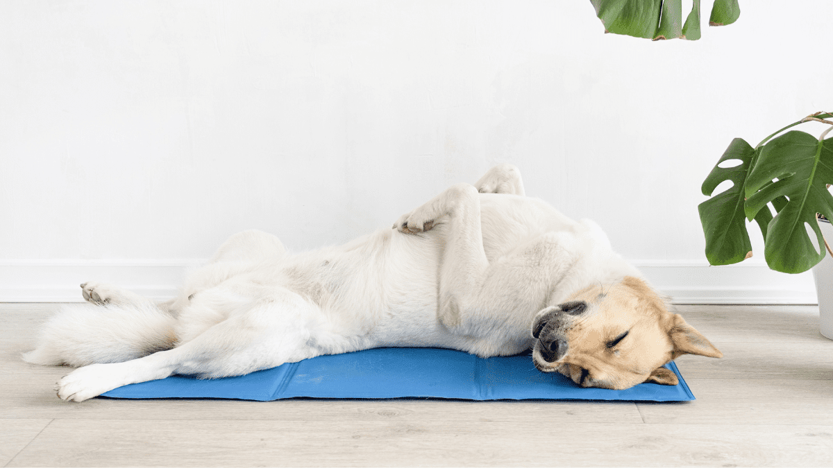 Cooling Mats That Work