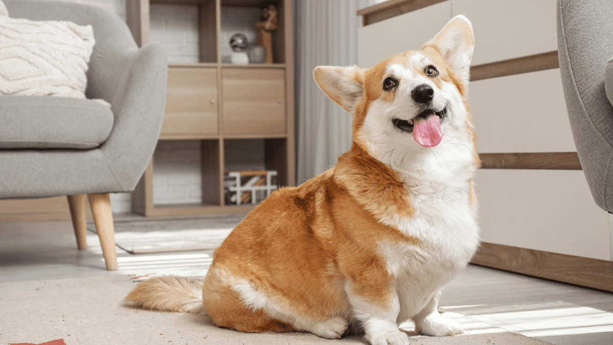 Corgi