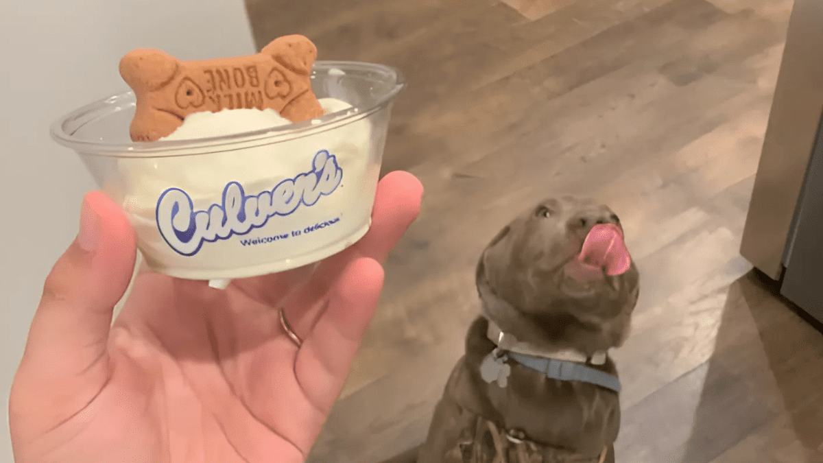 Culvers Free Dog Treat