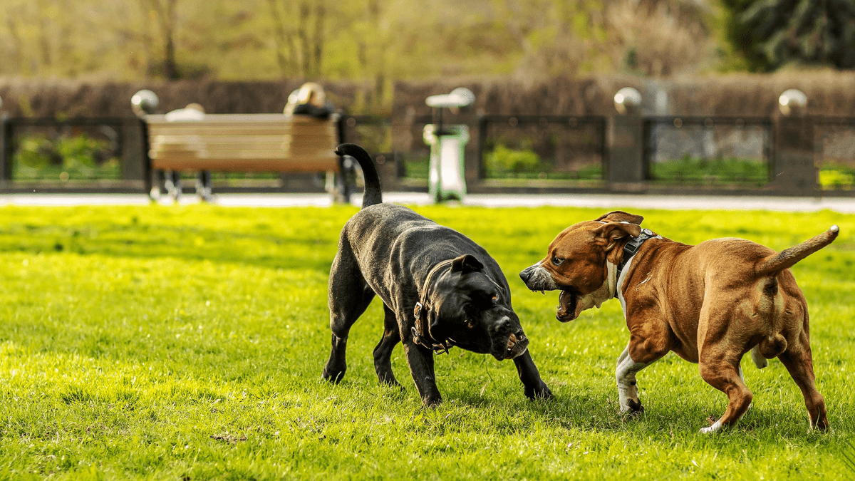 Dog Fights