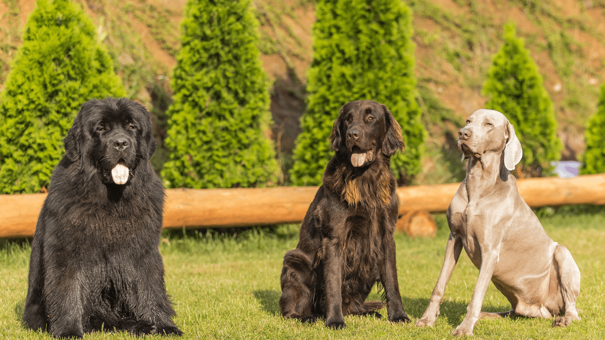Dog Gangs