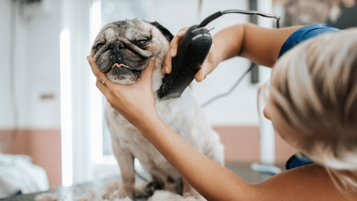 Dog Grooming
