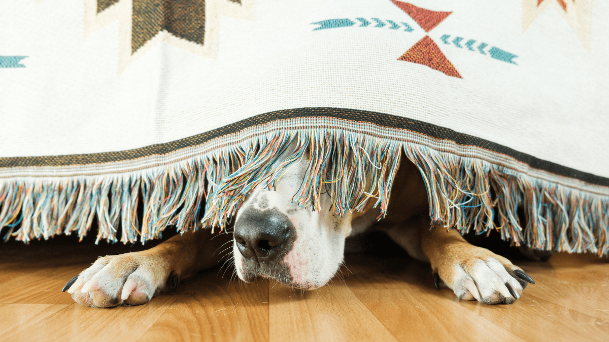 Dog Nose
