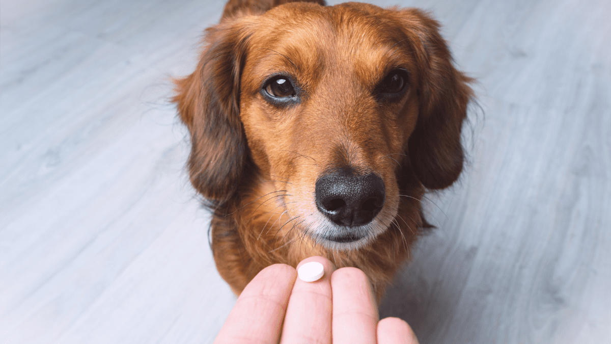 Dog Supplements