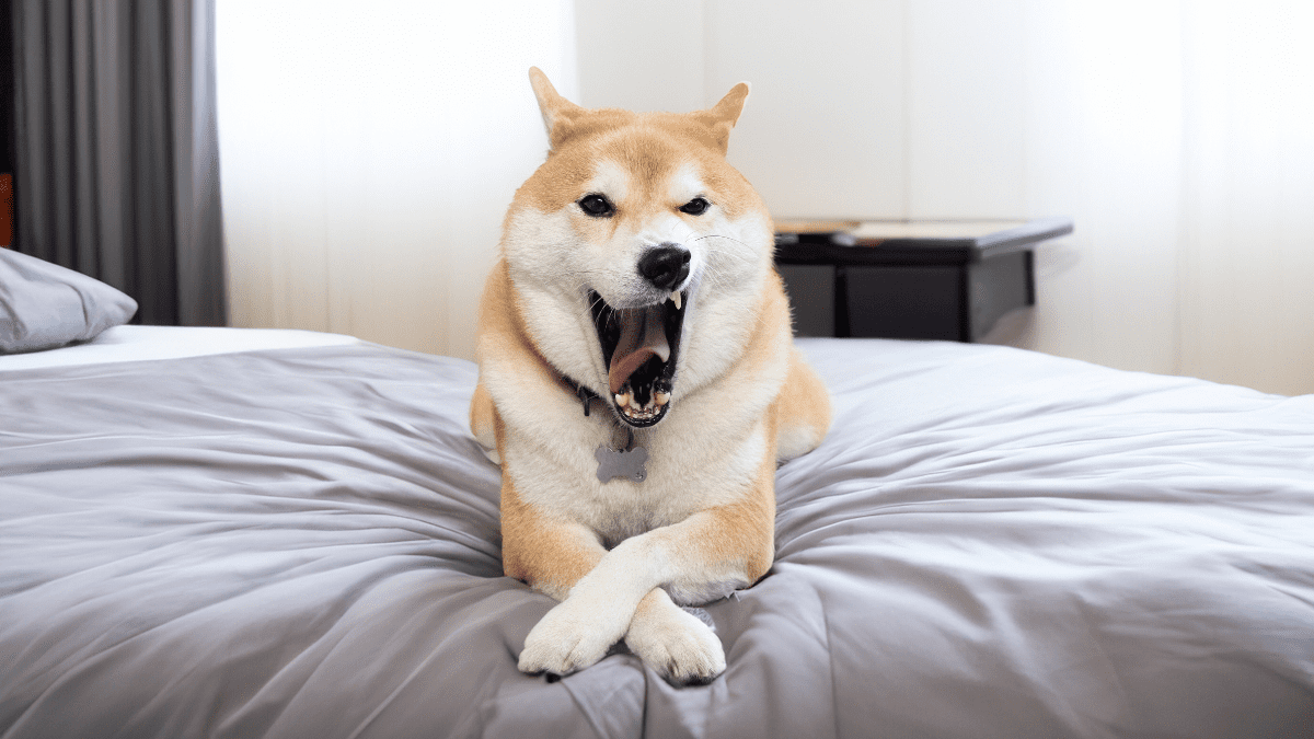 Dog Yawning
