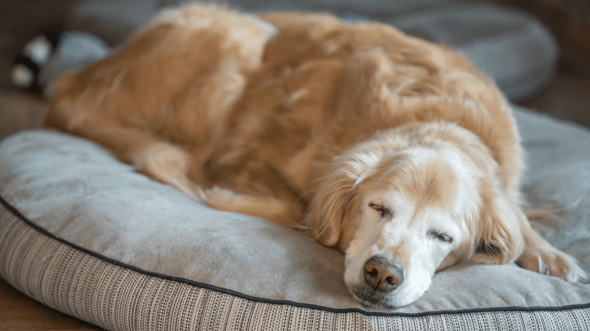 Dog Years