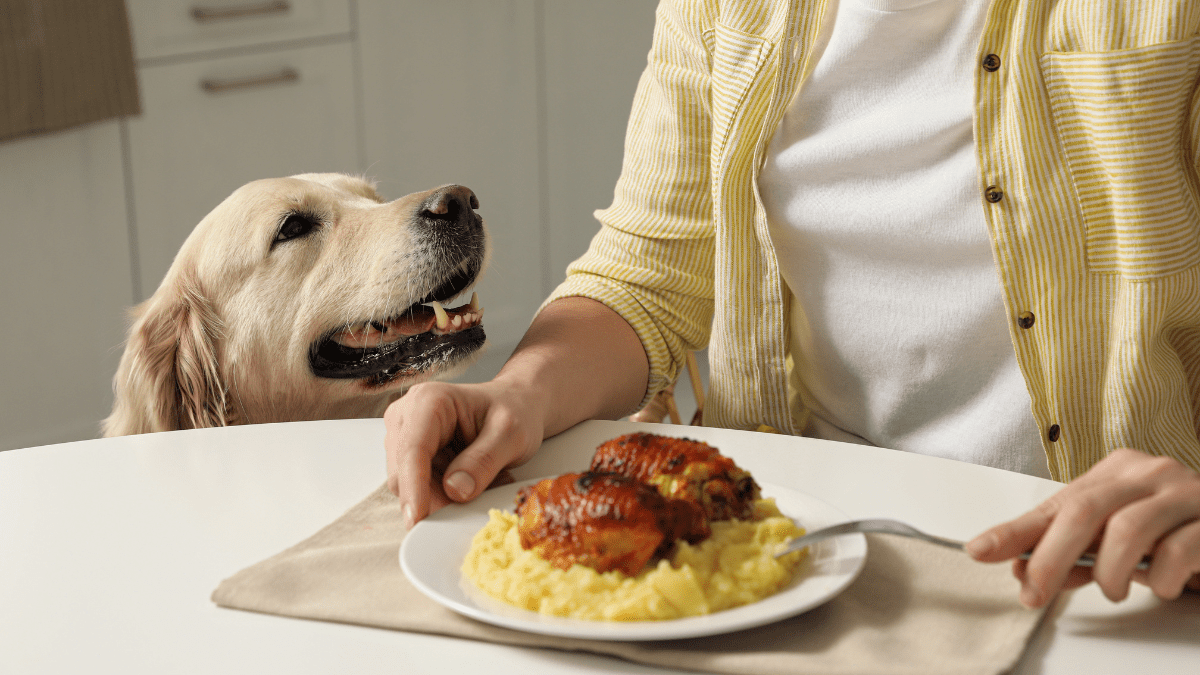 Dog begging for food