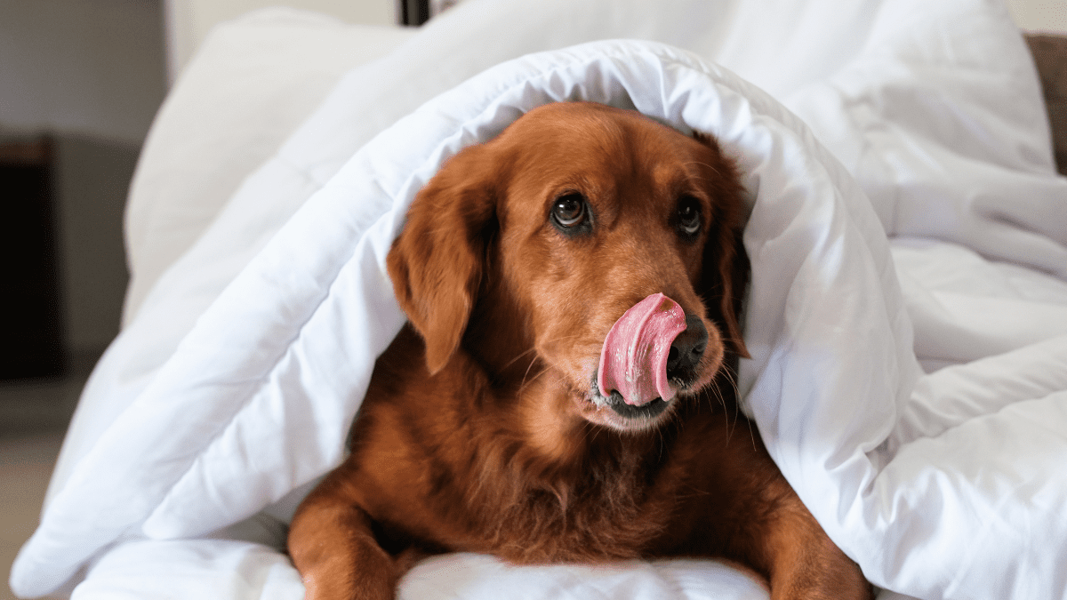 Dogs Can Detect Heat Through Their Nose