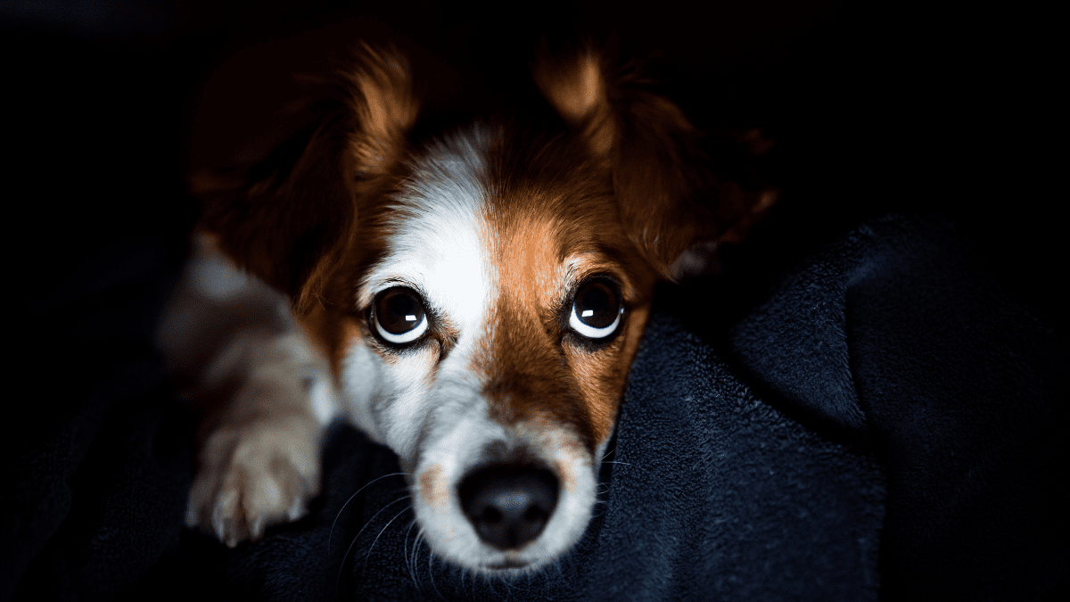 Dogs Can See Better in the Dark