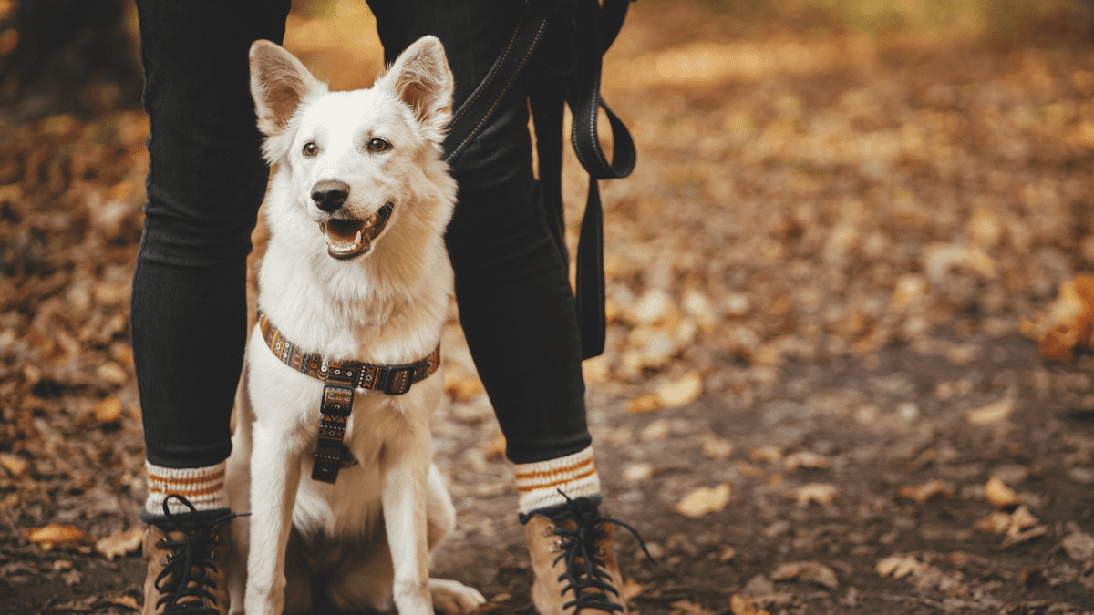 Dogs Can Sense Earth's Magnetic Field