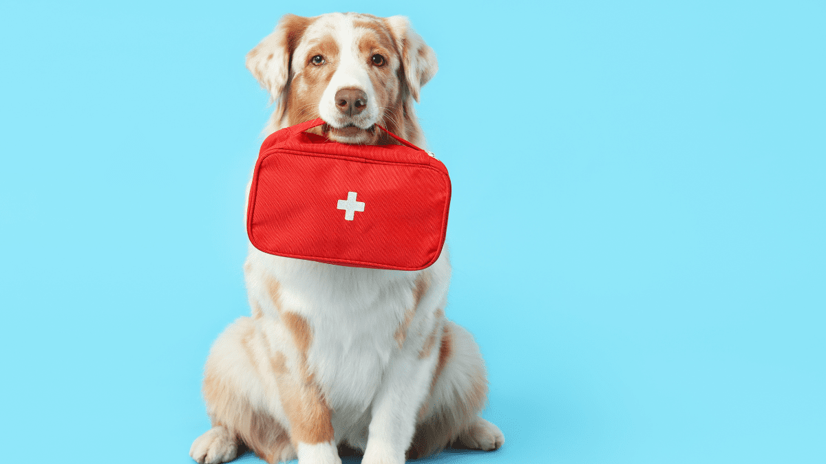 Dogs Can Smell Medical Emergency