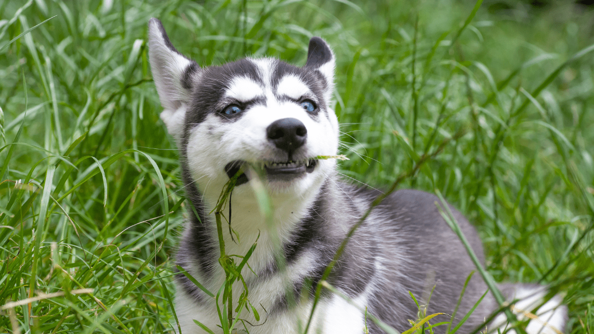Dogs Eating Grass Upset Stomach