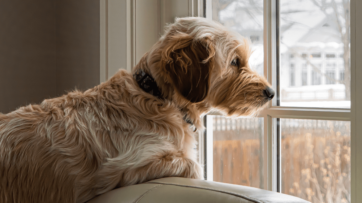 Dogs Experience Time Differently