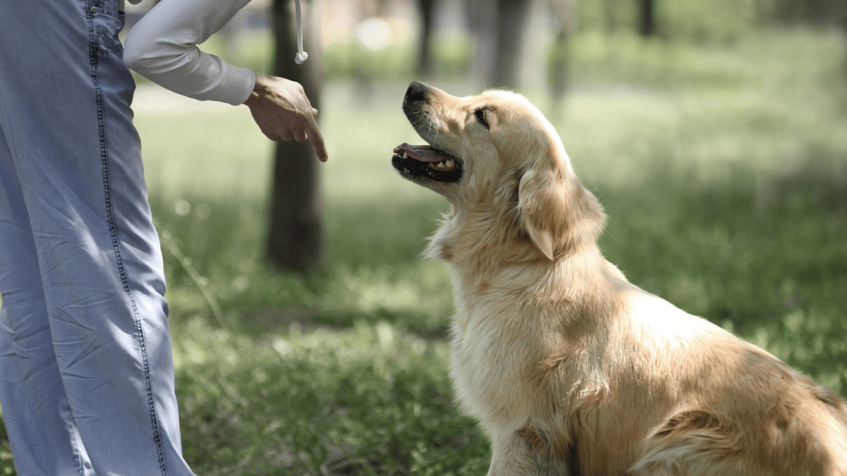 Dogs Have Superior Hearing