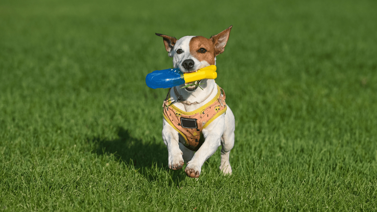 Dogs Live in a Blue and Yellow World