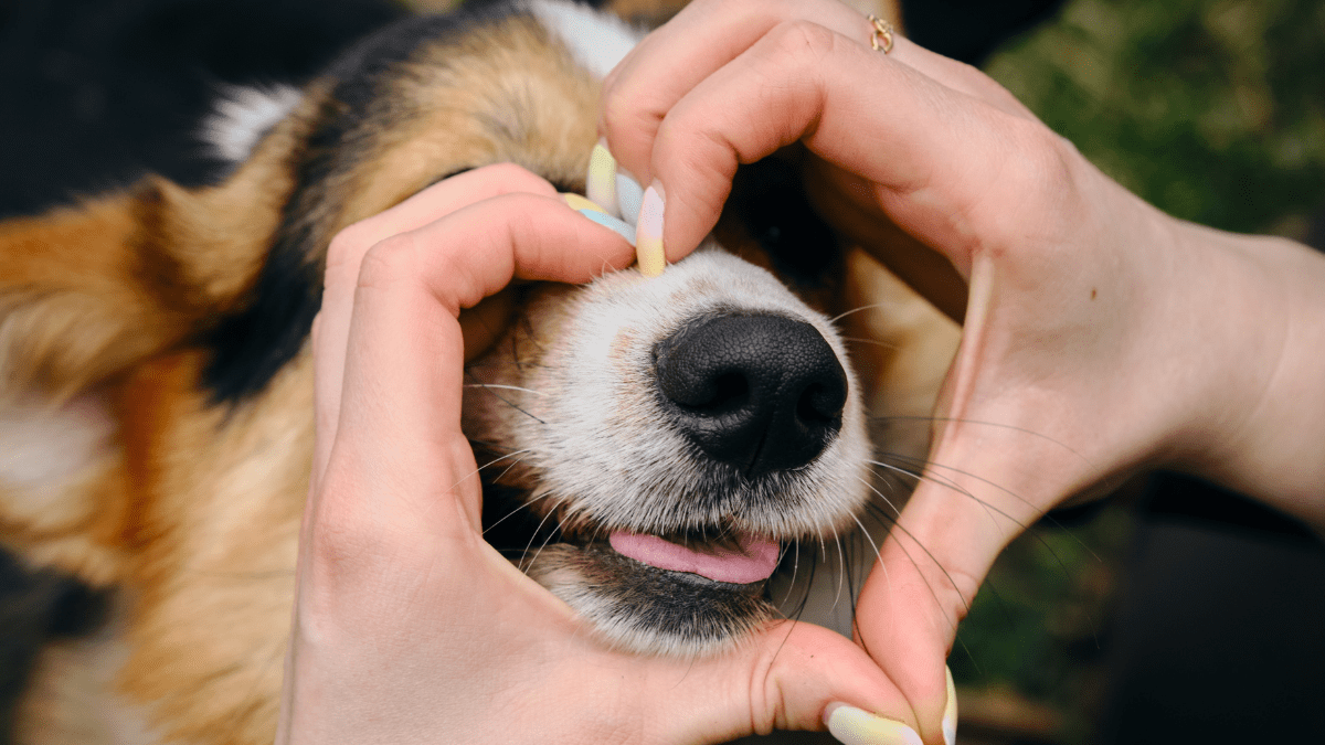 Dogs' Noses Are Their Superpowers