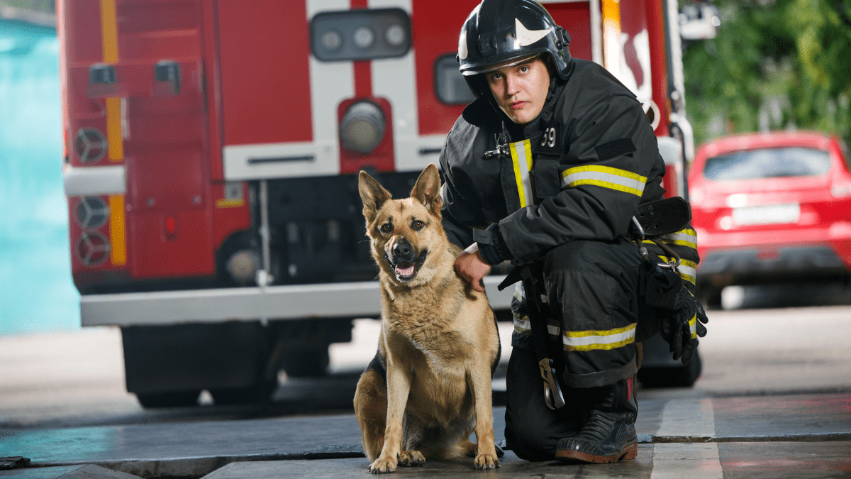 Dogs in Fire Station