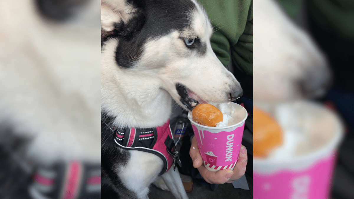 Dunkins Puppy Latte