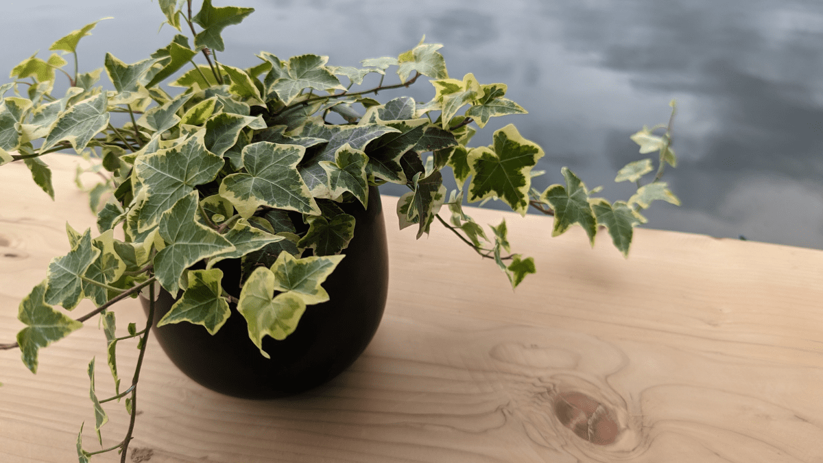 English Ivy