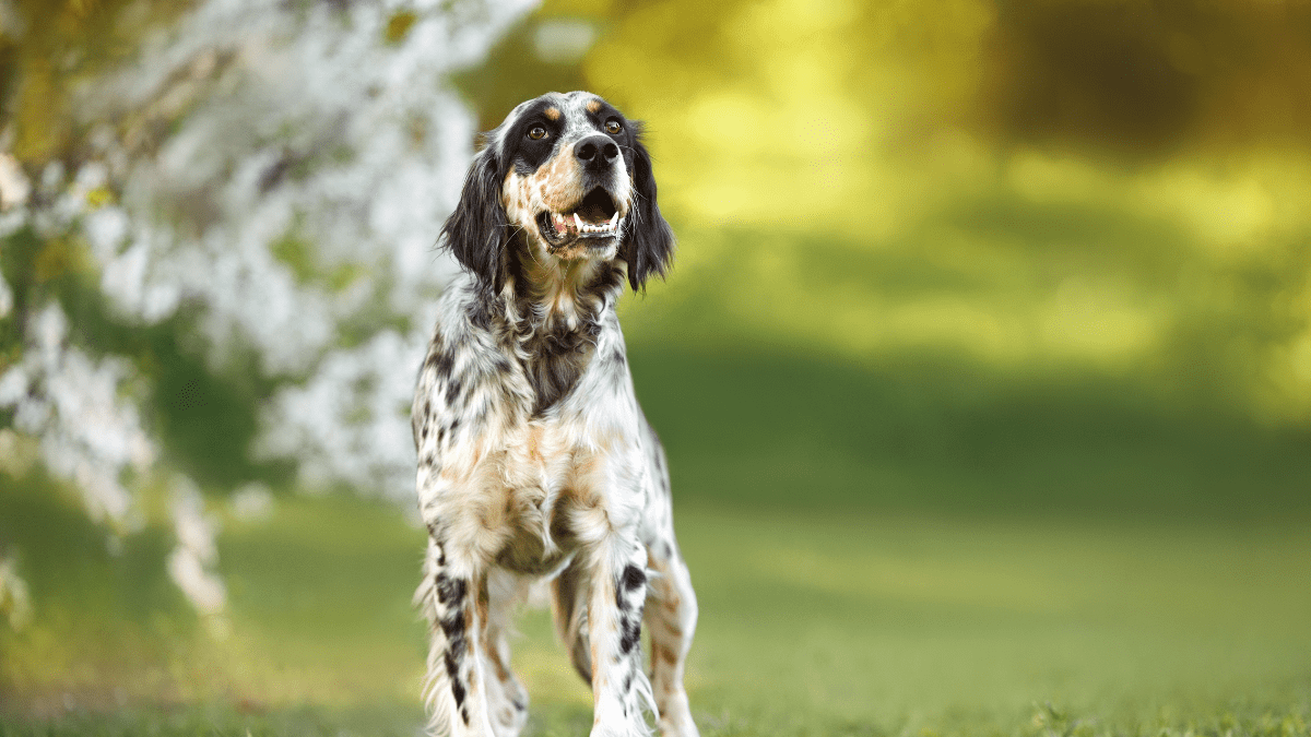 English Setter